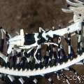 Black & White Crinoid Shrimp (Laomenes Albonigrus)