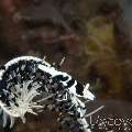 Black & White Crinoid Shrimp (Laomenes Albonigrus)