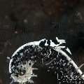 Black & White Crinoid Shrimp (Laomenes Albonigrus)