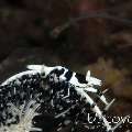 Black & white crinoid shrimp (Laomenes albonigrus), photo taken in Indonesia, Bali, Tulamben, Seraya Secrets