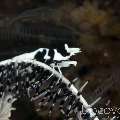 Black & White Crinoid Shrimp (Laomenes Albonigrus)