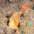 Painted Frogfish (Antennarius Pictus)