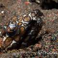 Napoleon snake eel (Ophichthus bonaparti)
