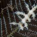 Nudibranch (Eubranchus Sp.)