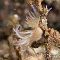 Nudibranch (Unidentia Sandramillenae)