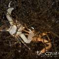Quadrella Crab
