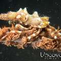 Xeno Crab (Xenocarcinus Tuberculatus)