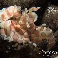Harlequin shrimp (Hymenocera picta)
