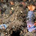 Nudibranch (Hypselodoris Infucata)