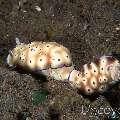 Nudibranch (Hypselodoris Tryoni)