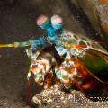 Peacock Mantis Shrimp (Odontodactylus Scyllarus)