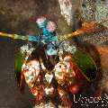 Peacock Mantis Shrimp (Odontodactylus Scyllarus)