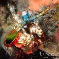 Peacock Mantis Shrimp (Odontodactylus Scyllarus)