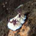 Nudibranch (Goniobranchus Hintuanensis)