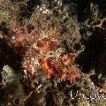Tassled Scorpionfish (Scorpaenopsis oxycephala), photo taken in Indonesia, Bali, Tulamben, Sidem
