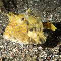 Thornback Cowfish (Lactoria fomasini)
