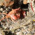 Swimmer Crab