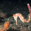 Thorny Seahorse (Hippocampus Histrix)