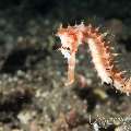 Thorny Seahorse (Hippocampus Histrix)