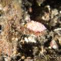 Nudibranch (Favorinus Mirabilis)