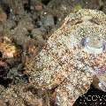 Broadclub Cuttlefish (Sepia Latimanus)