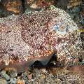 Broadclub Cuttlefish (Sepia Latimanus)