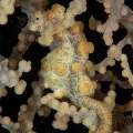 Bargibanti Pygmy Sea Horse (Hippocampus bargibanti)