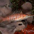 Longnose Hawkfish (Oxycirrhites typus)