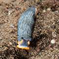 Nudibranch (Dermatobranchus sp.), photo taken in Indonesia, Bali, Tulamben, Batu Niti Slope