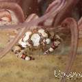 Harlequin Swimmer Crab (Lissocarcinus laevis)