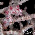 Bargibanti Pygmy Sea Horse (Hippocampus bargibanti)