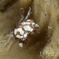 Harlequin Swimmer Crab (Lissocarcinus Laevis)