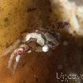 Harlequin Swimmer Crab (Lissocarcinus Laevis)