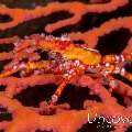 Conical spider crab (Xenocarcinus conicus)