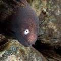 White Eyed Moray (Gymnothorax Thyrsoideus)