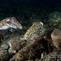 Broadclub Cuttlefish (Sepia Latimanus)