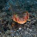 Oriental Flying Gournard (Dactyloptena Orientalis)