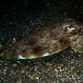 Broadclub Cuttlefish (Sepia Latimanus)