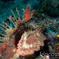 Spiny Devilfish (Inimicus Didactylus)