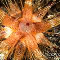 Sea Urchin, photo taken in Indonesia, Bali, Tulamben, Sidem