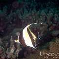 Moorish Idol