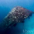 Wreck, photo taken in Maldives, Male Atoll, South Male Atoll, Out Wreck