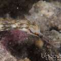 Networked Pipefish (Corythoichthys Flavofasciatus)