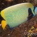 Emperor Angelfish (Pomacanthus imperator), photo taken in Maldives, Male Atoll, South Male Atoll, Out Wreck
