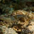 Networked Pipefish (Corythoichthys flavofasciatus), photo taken in Maldives, Male Atoll, South Male Atoll, Out Wreck