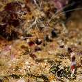 Banded Coral Shrimp (Stenopus Hispidus)