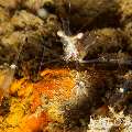 Translucent Gorgonian Shrimp (Manipontonia Psamathe)