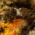 Translucent Gorgonian Shrimp (Manipontonia Psamathe)