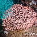 Coral, photo taken in Maldives, Male Atoll, South Male Atoll, Out Wreck