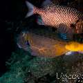 Yellow Boxfish (Ostracion Cubicus)